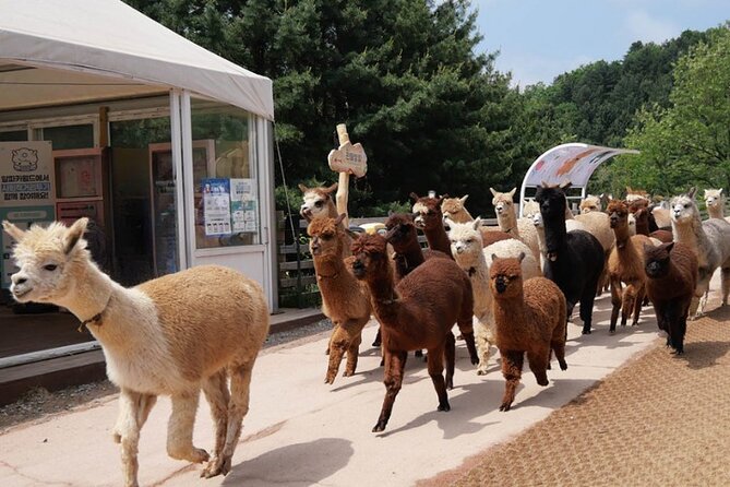 Alpaca World and Nami Island with Gangchon Rail Bike Tour - Gangchon Rail Park and the Rail Bike ride: scenic, different, and fun