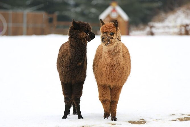Alpaca World and Nami Island with Gangchon Rail Bike Tour - Nami Island’s Winter Sonata trees: what 2 hours feels like
