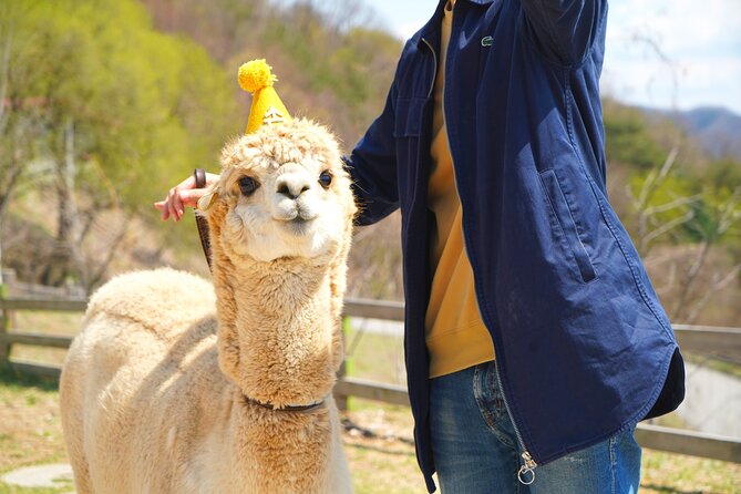 Alpaca World Tour with Nami Island (optional Railbike or Garden) - Price and What You’re Really Paying For