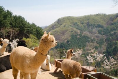 Alpaca World Tour with Nami Island (optional Railbike or Garden) - Timing, Mobile Tickets, and Why the Day Feels Long