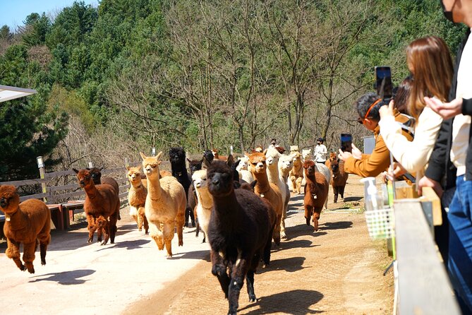 Alpaca World Tour with Nami Island (optional Railbike or Garden) - Garden of Morning Calm: Strolls by Day, Lights by Winter