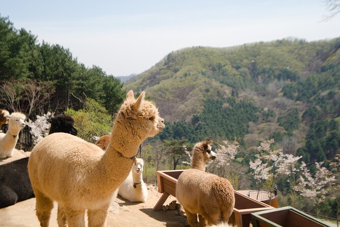 Alpaca World Tour with Nami Island (optional Railbike or Garden) - Timing, Mobile Tickets, and Why the Day Feels Long