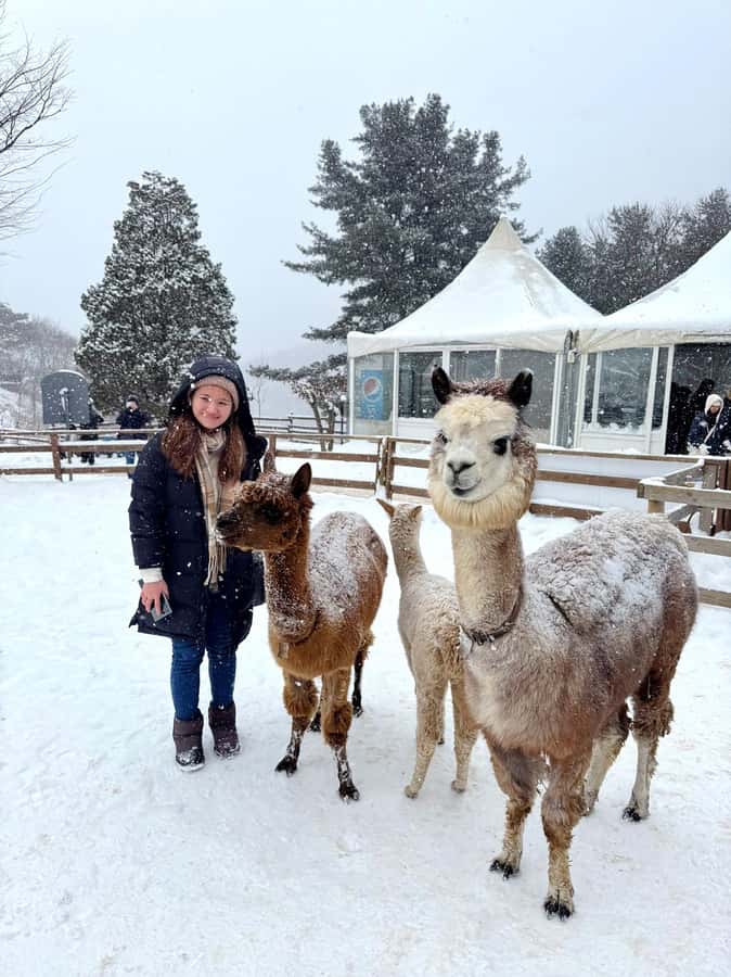 Eobi Ice Valley & Nami (+ Light Festival, Railbike, Alpaca) - Garden of Morning Calm Light Festival (Optional): Million-Twinkling Night Walks