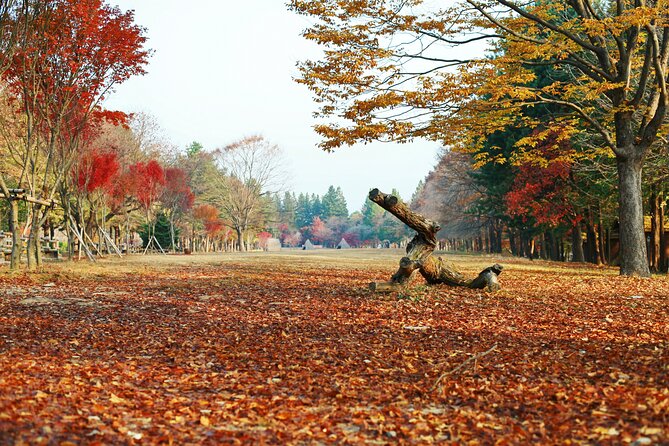 Full Day Private Tour Nami Island, Garden & Petite France - Private Seoul pickup and the value of a real start time