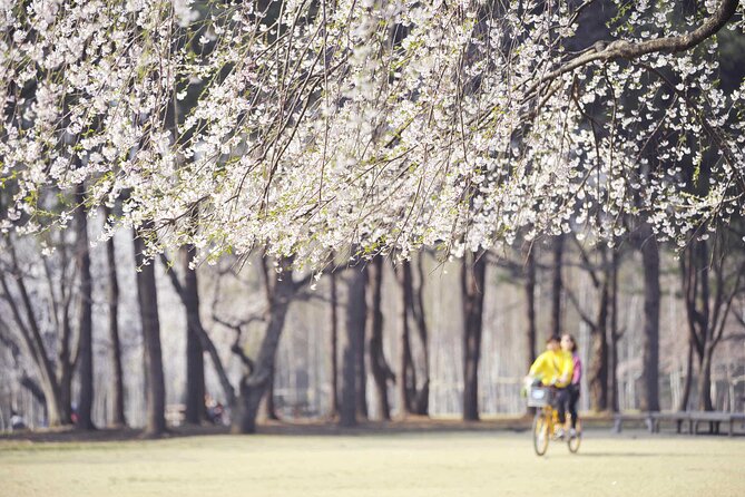 Mount Seorak and Nami Island One Day Tour from Seoul - Nami Island: walking, biking, and Winter Sonata nostalgia
