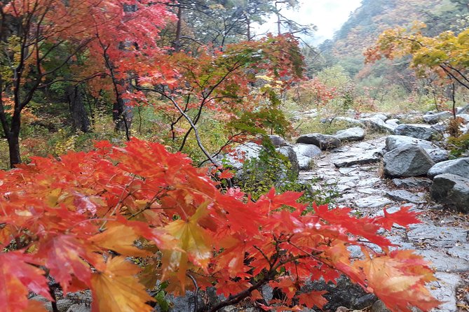 Mt. Seorak+Nami Island+Garden of Morning Calm Day Trip from Seoul - Guide factor: how names like Patrick, Ki, Andrew, and CJ shape the day