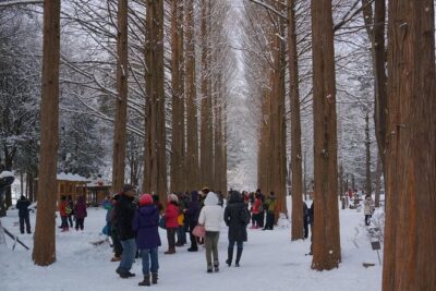 Private Tour Nami Island with Petite France 'and/or' The Garden of Morning Calm - Price and value: what $192 buys you (and what it replaces)
