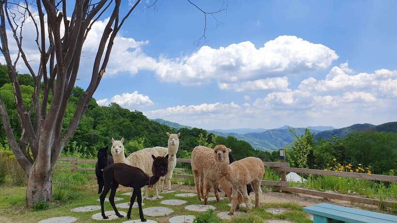 Seoul: Alpaca, Nami, Morning Calm or Eobi (+Rail Bike) - Key highlights I’d plan around