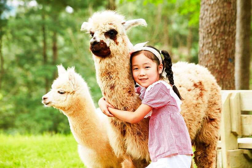 Seoul: Alpaca, Nami, Morning Calm or Eobi (+Rail Bike) - Gangwon in one day: cute animals, romance walks, and winter ice