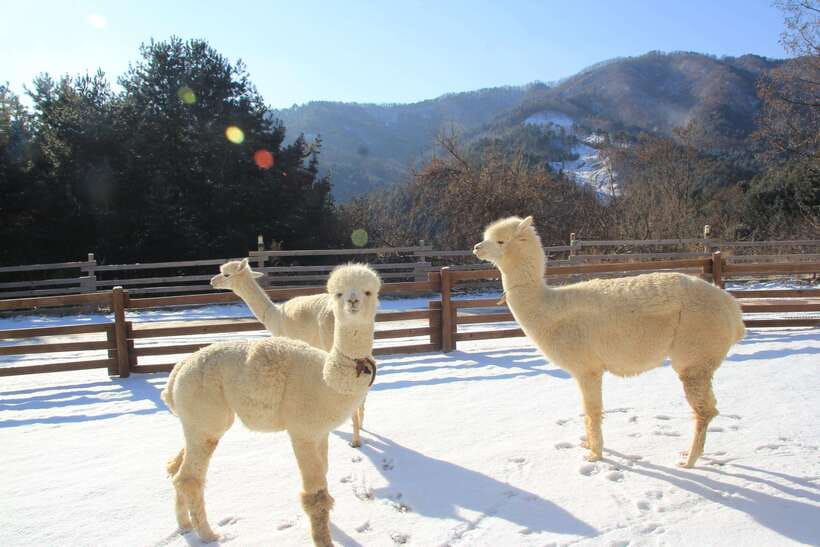 Seoul: Alpaca, Nami, Morning Calm or Eobi (+Rail Bike) - Pickup times and the van ride plan you can count on