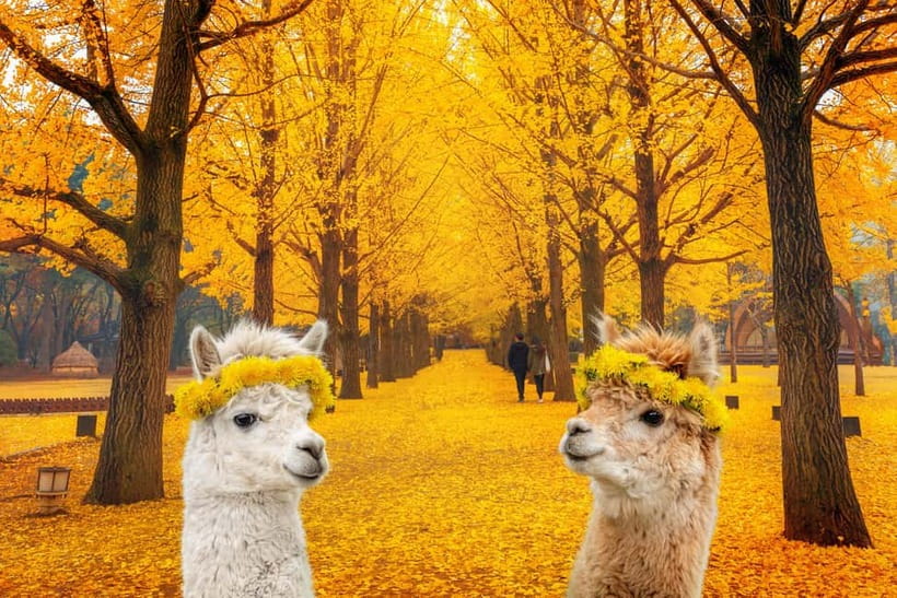 Seoul: Alpaca World & Nami Island optional Gangchon Railbike - Optional Gangchon Railbike: Pedal the Tracks for a Real Change of Pace
