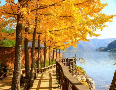 Seoul: Alpaca World & Nami Island optional Gangchon Railbike - Nami Island: Tree-Lined Walks, Drama-Set Vibes, and Easy Stroll Time