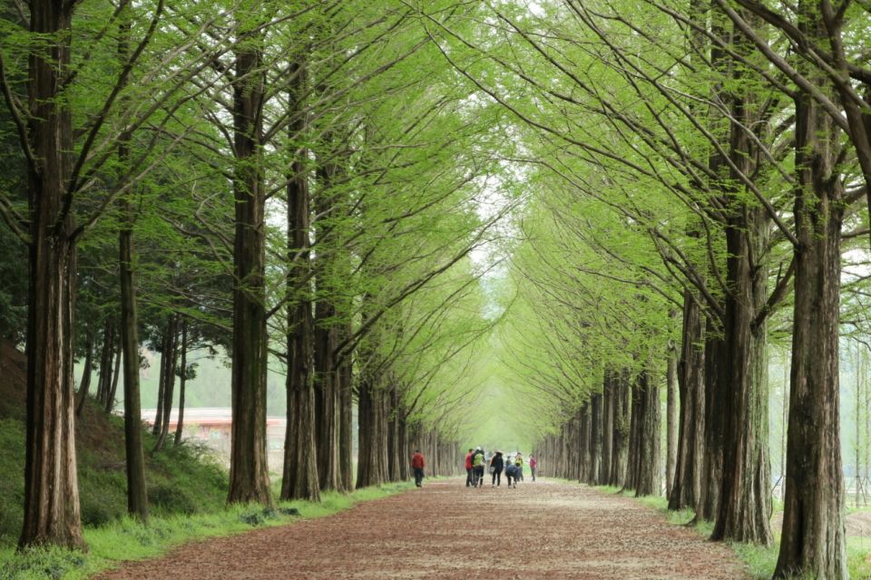 Seoul: Gangwon-do Day Trip with Alpaca World & Nami Island - Alpaca World: the softest warm-up you can do from Seoul