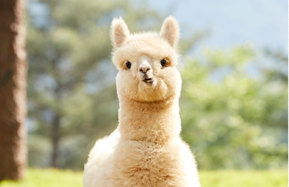 Seoul: Gangwon-do Day Trip with Alpaca World & Nami Island - The day’s flow: how to handle a full 10 hours