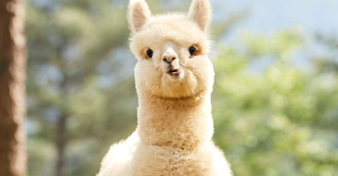 Seoul: Gangwon-do Day Trip with Alpaca World & Nami Island - Nami Island: where the trees steal the show