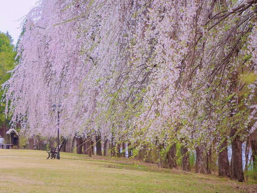 Seoul: Mt.Seorak, Nami Island, No Shopping(+RailBike Option) - Price and Value: Is $85 a Good Deal for This Day Trip?
