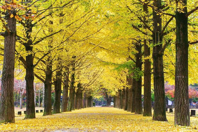 Seoul: Mt.Seorak, Nami Island, No Shopping(+RailBike Option) - FAQ