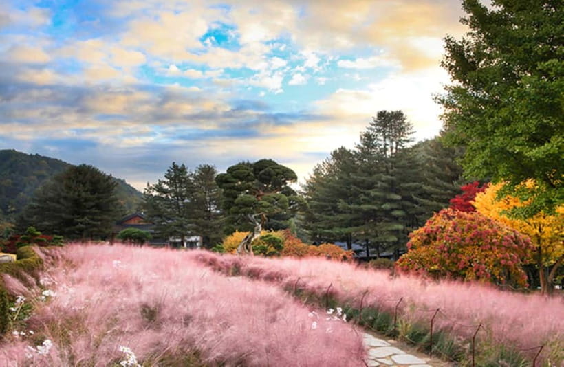 Seoul: Nami Island and Garden of Morning Calm opt Railbike - Seasonal Tweaks: Eobi Ice Valley, Cherry Blossom Timing, and Light Festival Nights