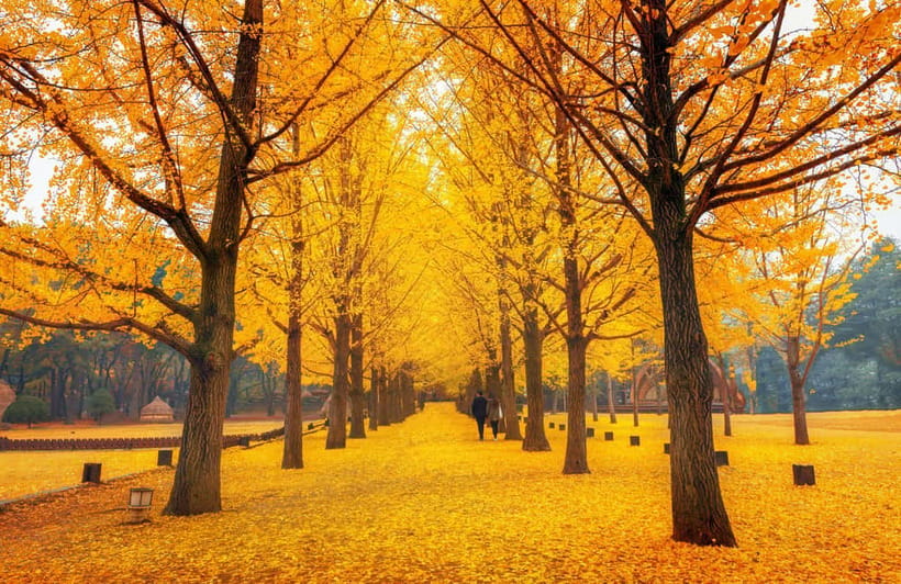 Seoul: Nami Island, Garden and Petite France (opt. Railbike) - The optional rail bike at Gangchon Rail Park: fun, countryside views, and a shared cart reality