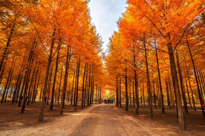 Seoul Vicinity 5 in 1: Nami Island, Garden of Morning Calm & More - Smart Tips for a Long Day (Umbrellas, Shoes, and Snacks)