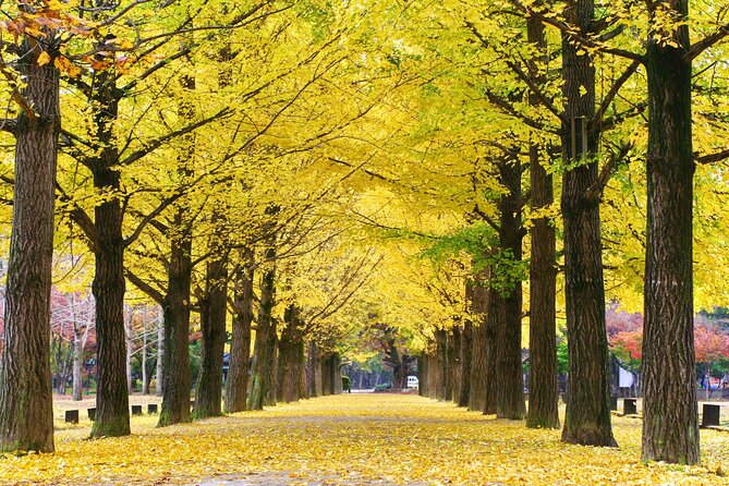 Special Private Tour Nami Island, Rail Bike, Petite France - A private Seoul loop that hits three icons in one day